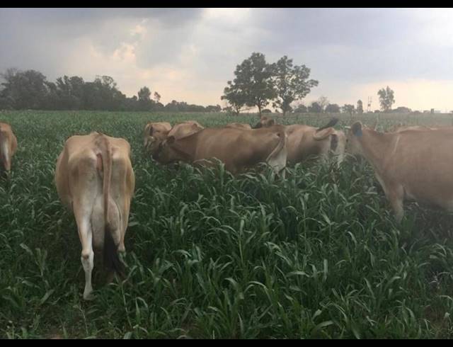 FARM FOR SALE IN ONDERSTEPOORT